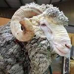 Male Merino sheep sheep Australian Sheep shearing farm in Queensland, Australia.