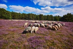 Heidschnucken in der Lneburger Heide Etappe 11 auf dem Heidschnuckenweg. Eine schöne Herde Heidschnucken kreuzen den Weg.