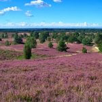 Wunderschöne Heide auf dem Heidschnuckenweg. Tag 4 imponiert durch eine wunderschöne Landschaft.
