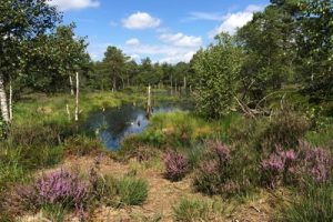 Pietzmoor im Sommer Moos- und Wasserflächen wechseln sich im Pietzmoor ab. Etappe 5 auf dem Heidschnuckenweg.