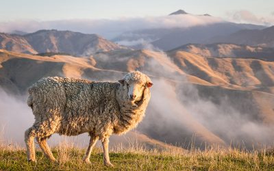 Merino Wolle – Die Geheimnisse eines Wundergewebes