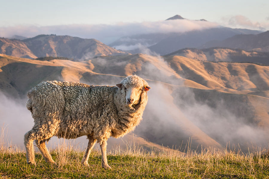 Merino Wolle – Die Geheimnisse eines Wundergewebes