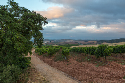 Der Weg nach Los Arcos auf der Jakobsweg Route. Ein weiterer Punkt auf der Jakobsweg Karte.