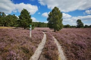 Schöne Heideflächen auf dem Heidschnuckenweg. Ruhiges Wandern auf schönen Wegen.