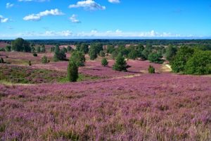 Wunderschöne Heide auf dem Heidschnuckenweg. Tag 4 imponiert durch eine wunderschöne Landschaft.