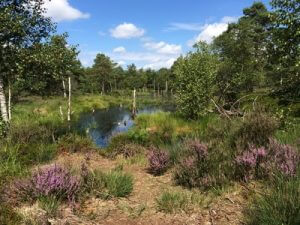 Moos- und Wasserflächen wechseln sich im Pietzmoor ab. Etappe 5 auf dem Heidschnuckenweg.