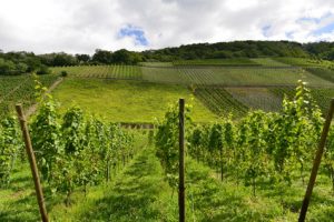 Rheinsteig Etappe 5 - durch wunderbare Weinstöcke geht es weiter nach Leutesdorf
