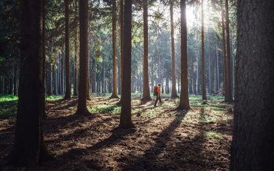 Forststeig – Über Wurzel und Fels durchs Elbsandsteingebirge