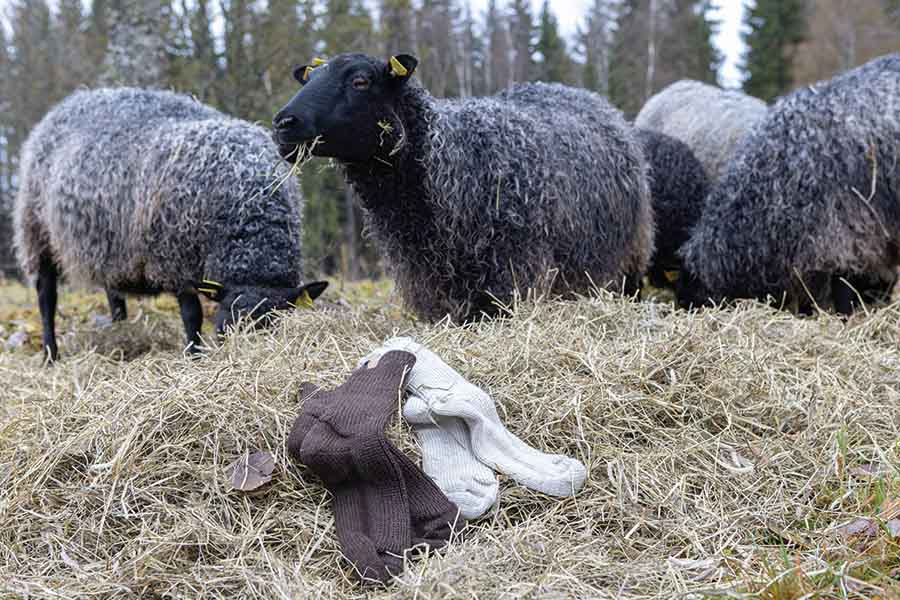 Mit Wolle durch den Winter